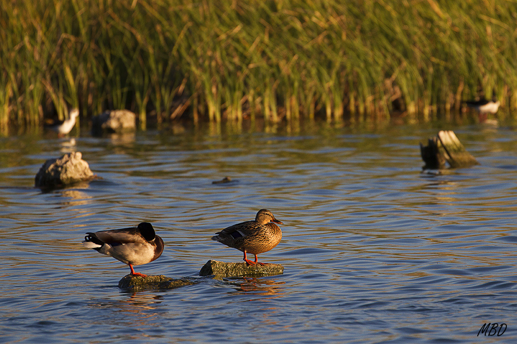 Azulones con las últimas luces