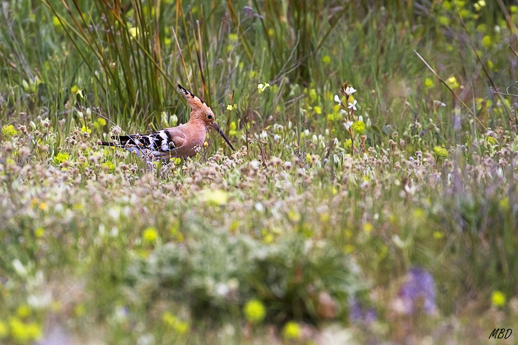 En un entorno primaveral
