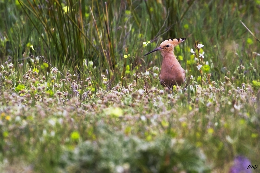 En un entorno primaveral