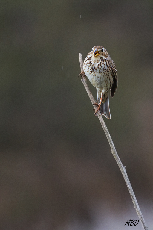 Siempre cantando en lo alto de las ramas
