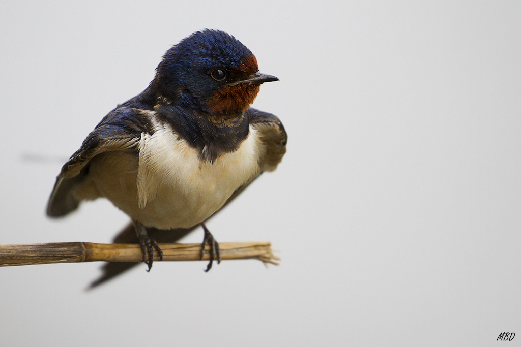 Son mi debilidad en la distancia corta