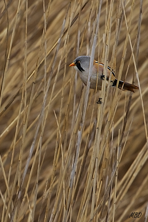 Difícil fotografiarlos de inquietos que son