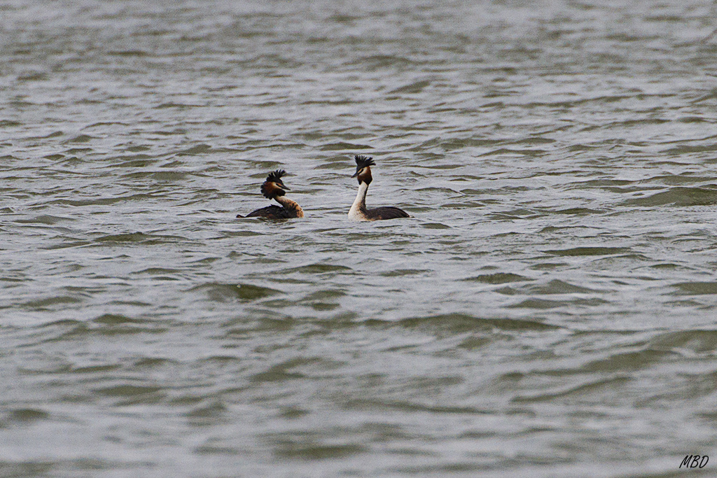 Somormujos. Cortejo.