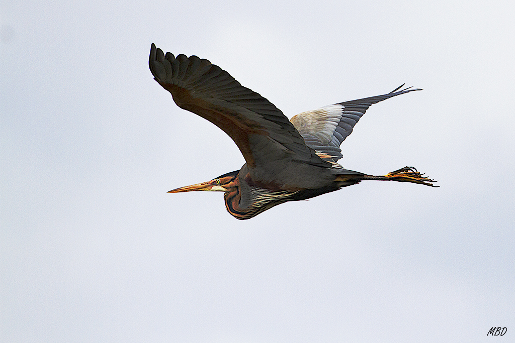 Voló realmente cerca
