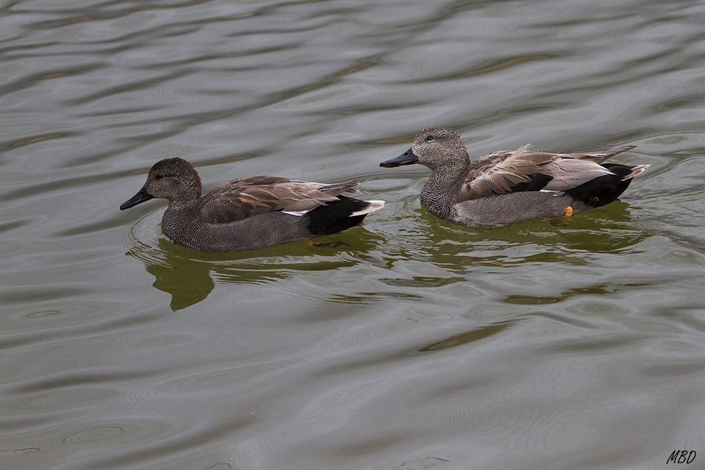 Ánade friso. Pareja.