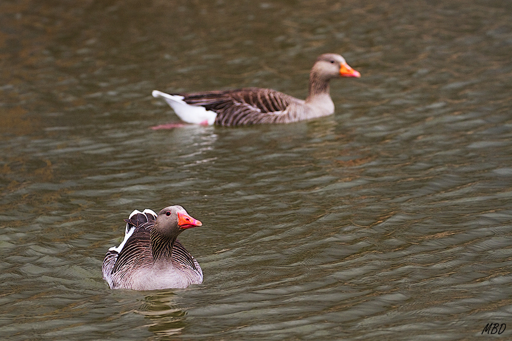 Ánsar común, pareja.