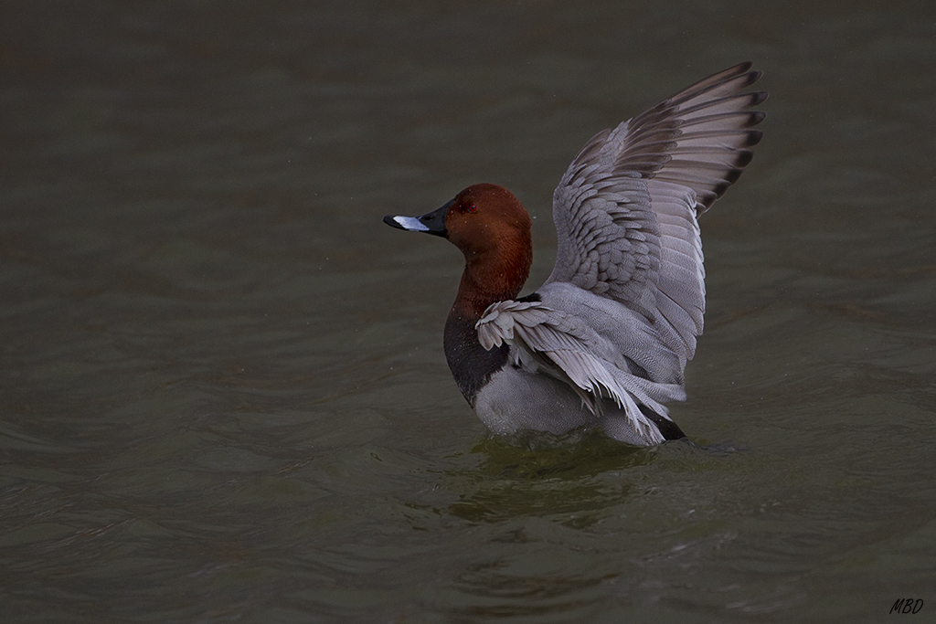 Porrón común macho