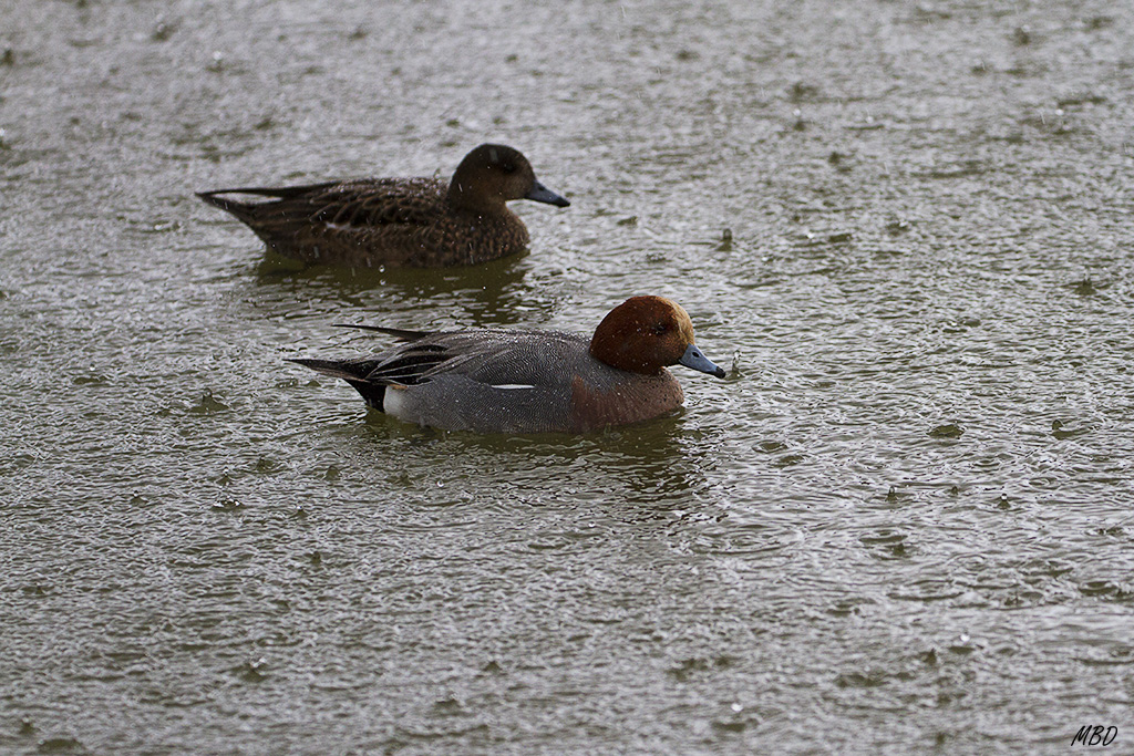 Bajo la lluvia intensa