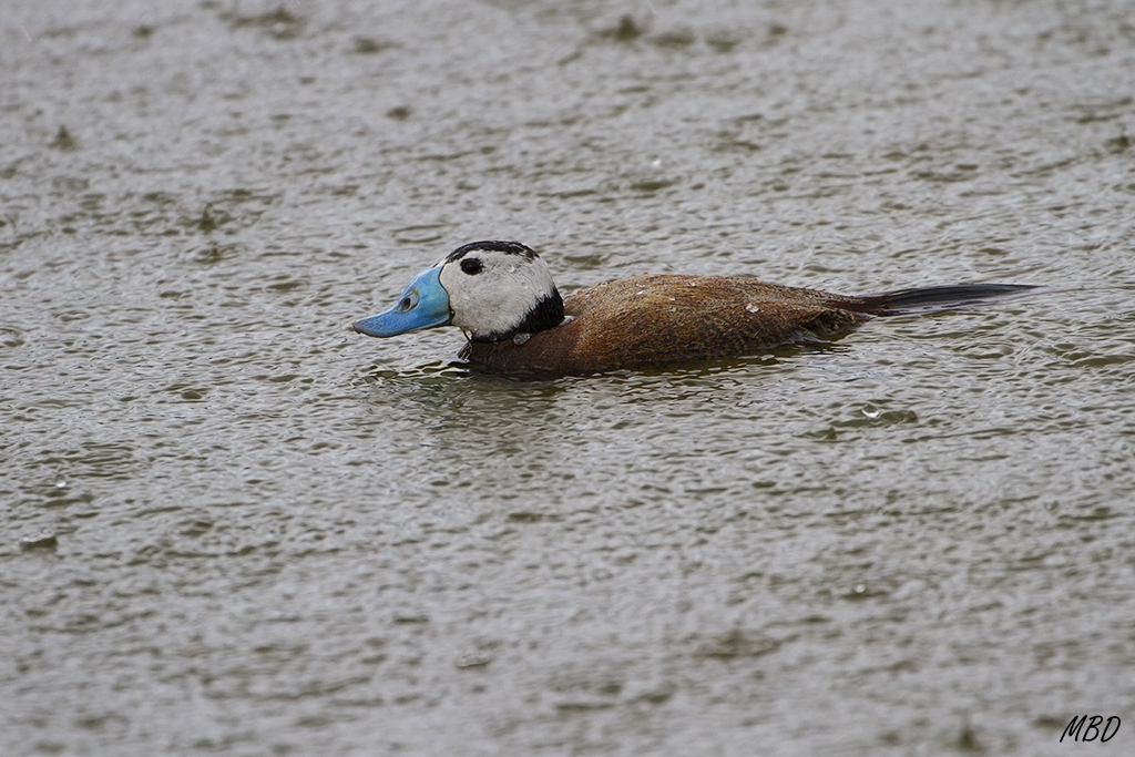 Y seguía llevando...