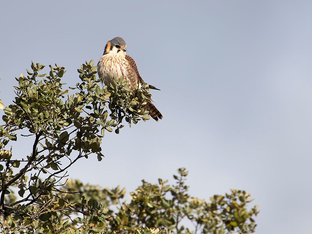 Cernícalo americano