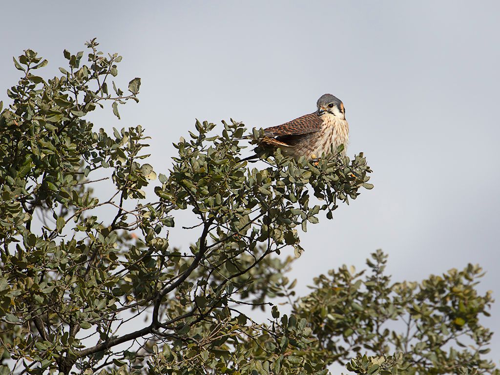 Cernícalo americano