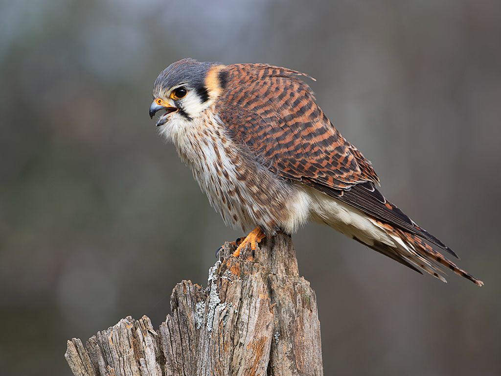 Cernícalo americano