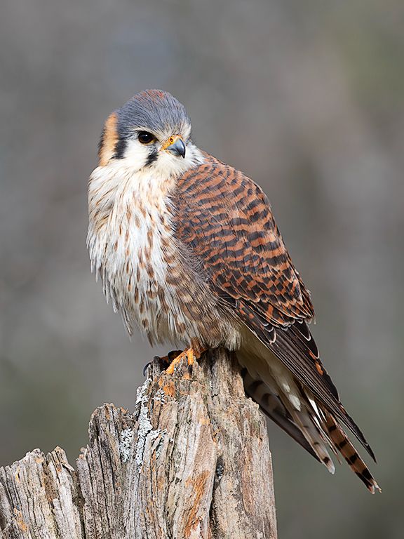 Cernícalo americano