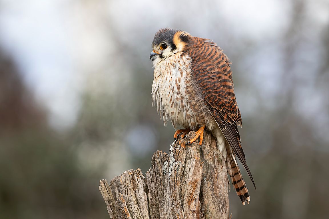 Cernícalo americano