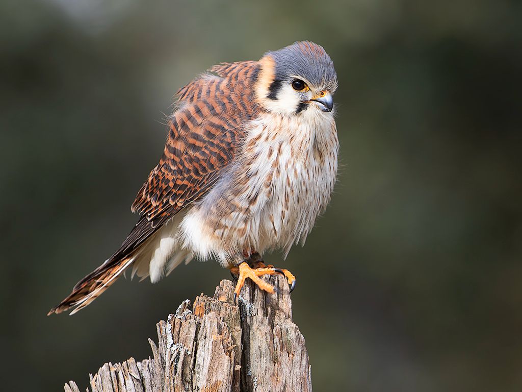 Cernícalo americano