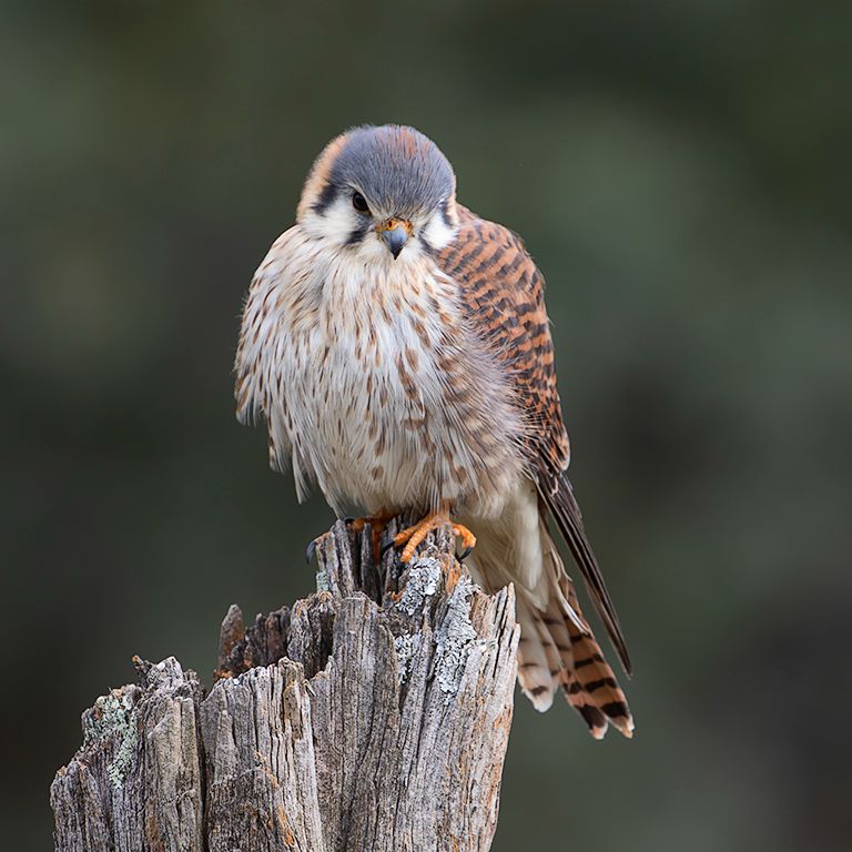 Cernícalo americano