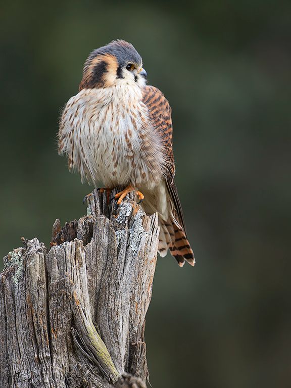 Cernícalo americano