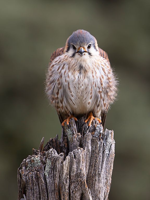 Cernícalo americano