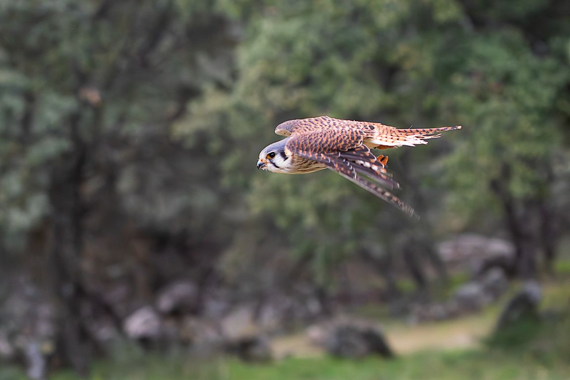 Cernícalo americano