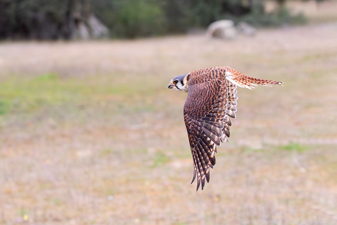 Cernícalo americano