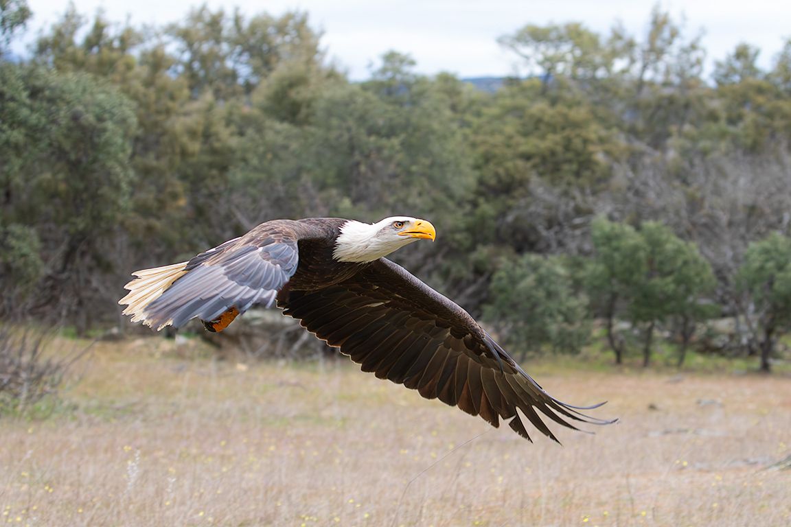 Águila calva