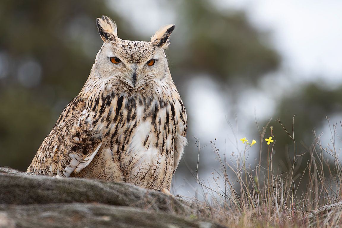 Búho real