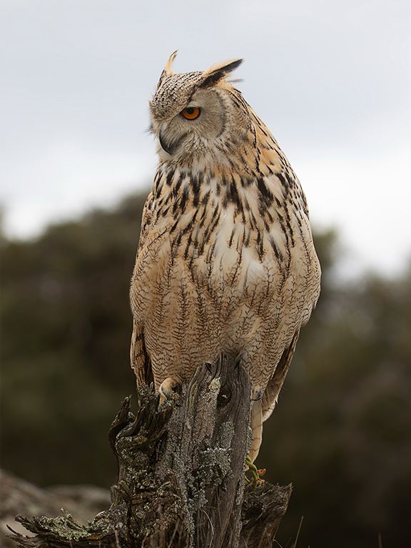 Búho real