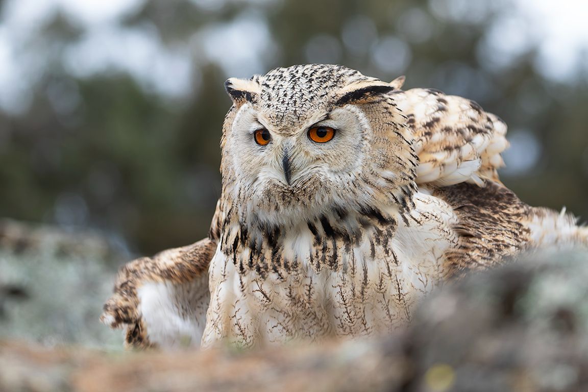 Búho real