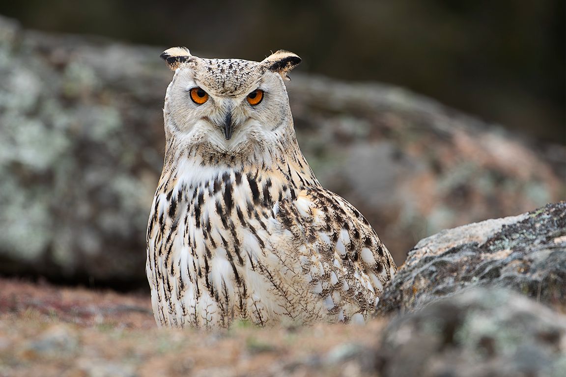Búho real
