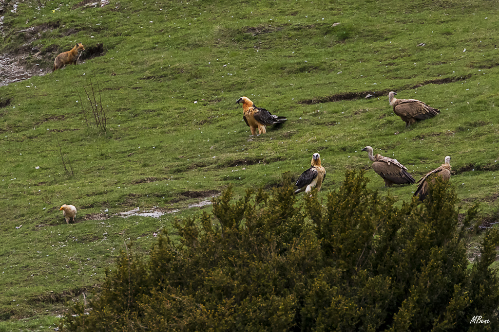 Escuaín, may2018. Todos se controlan.