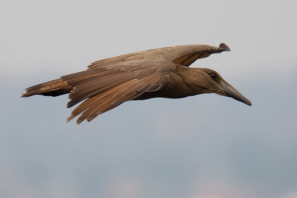 Ave cabeza de martillo