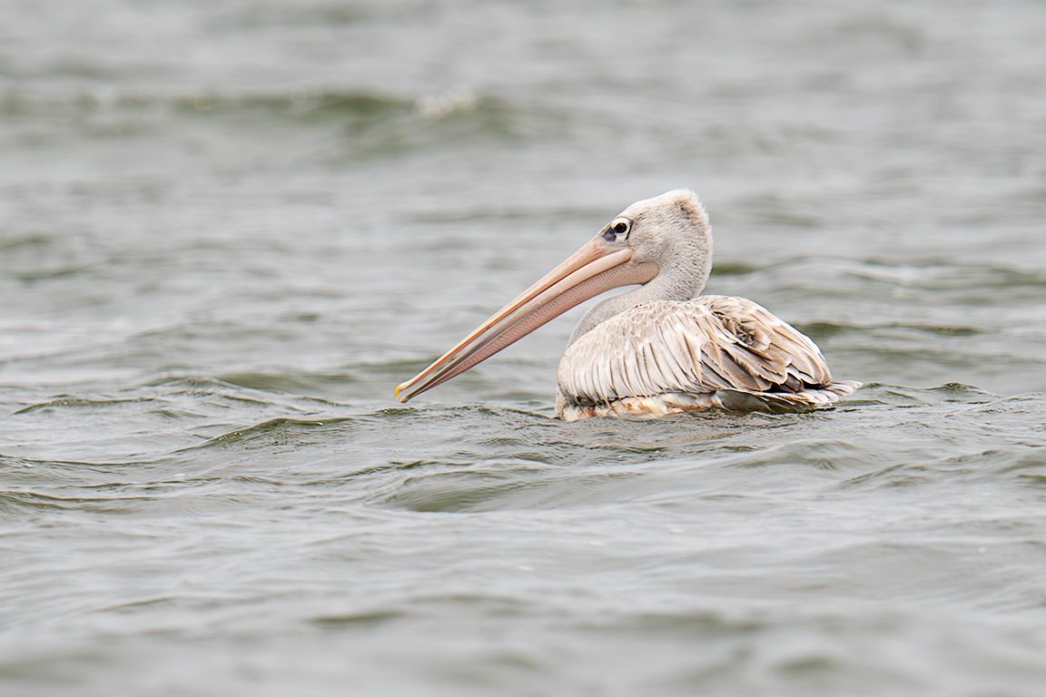 Pelícano