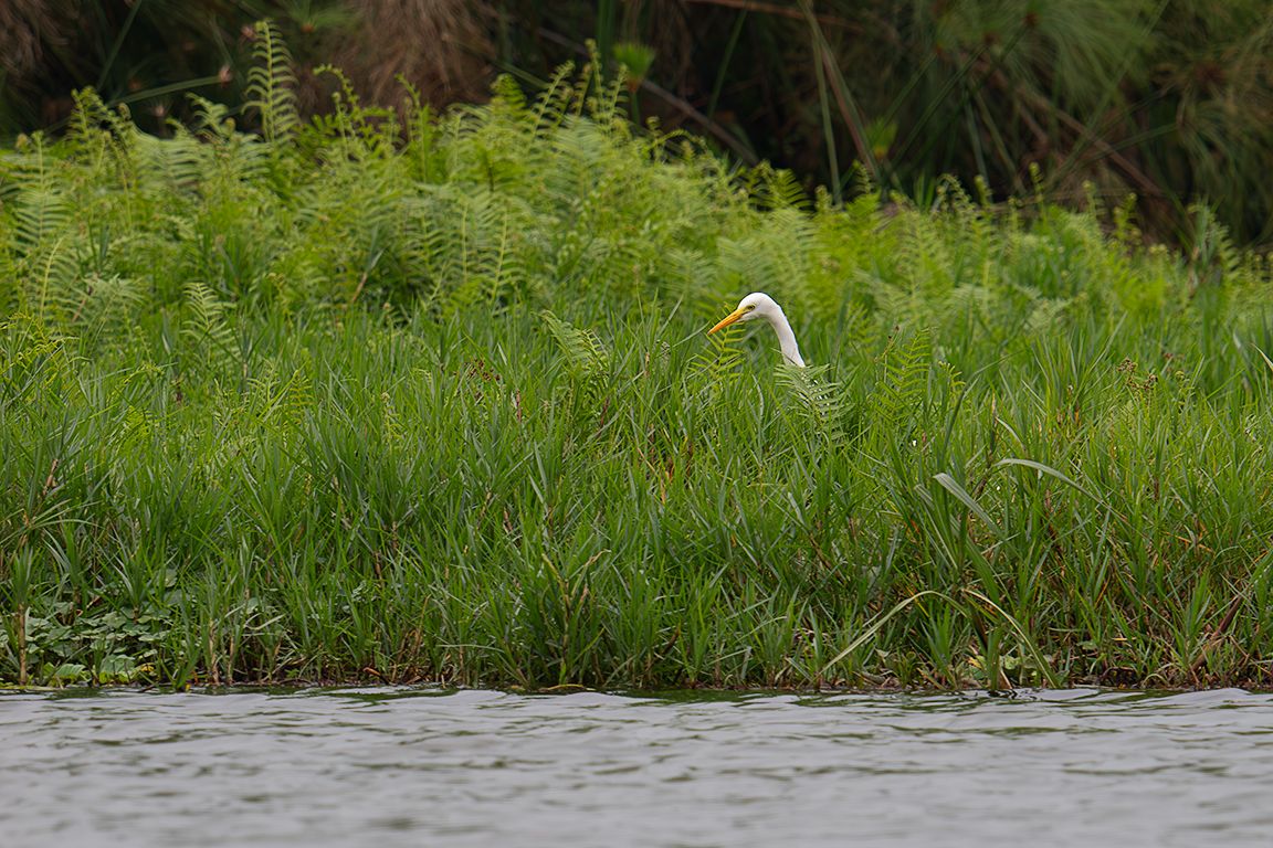 garza blanca