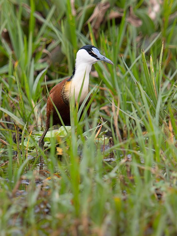 Jacana africana