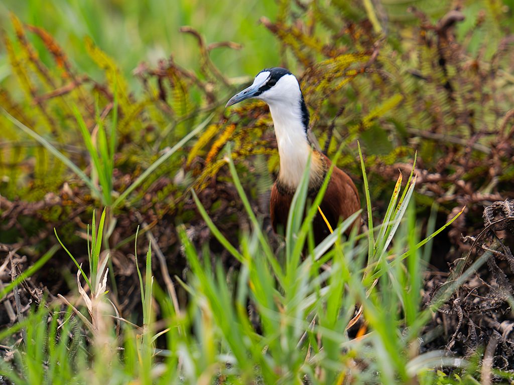 Jacana africana