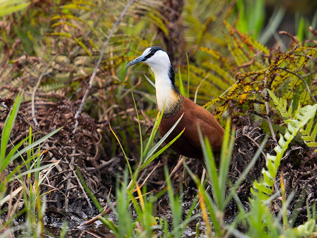 Jacana africana