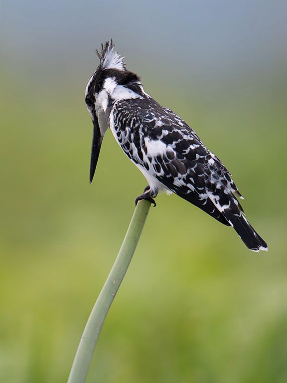 Martín pescador pío