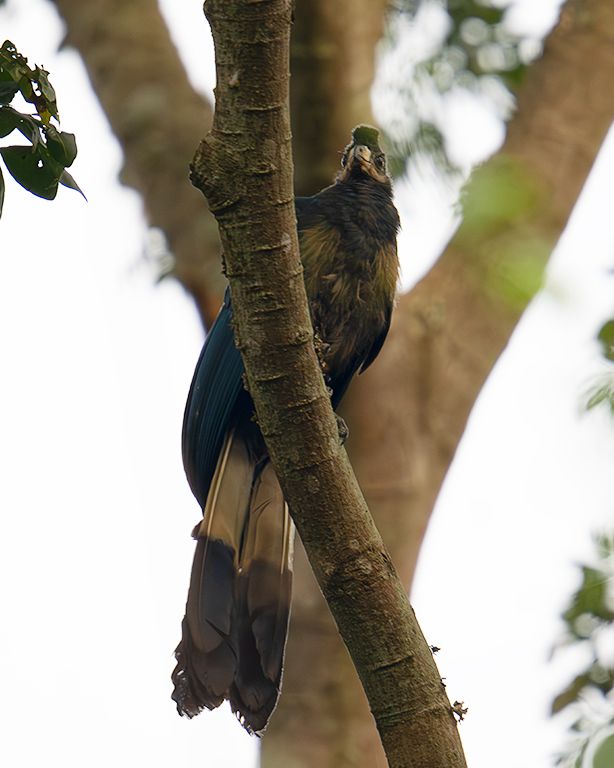Turaco