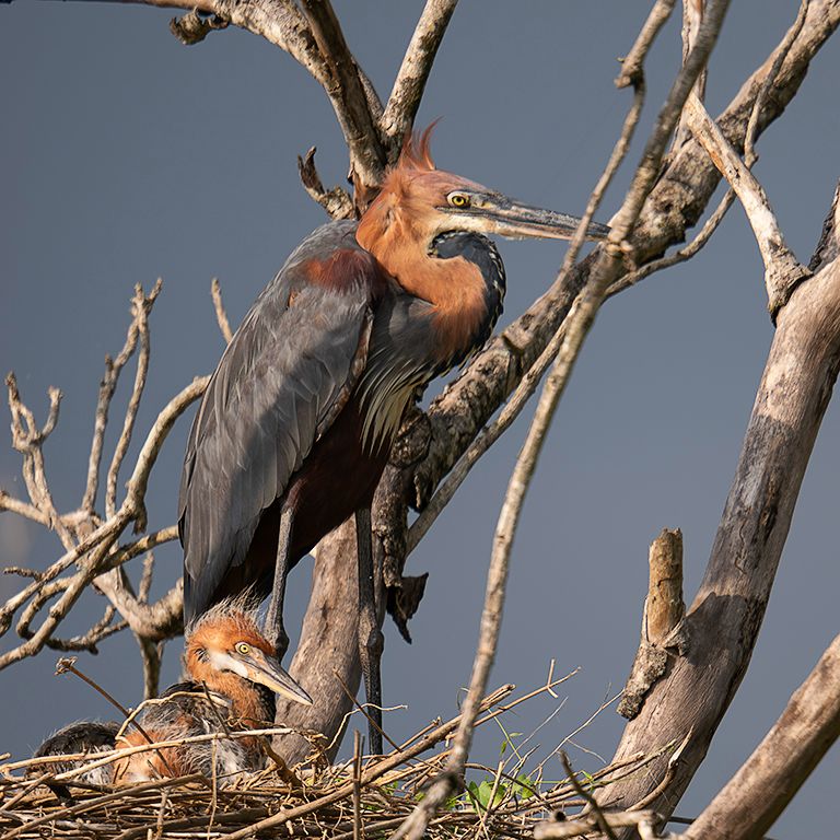 Garza goliat con pollo