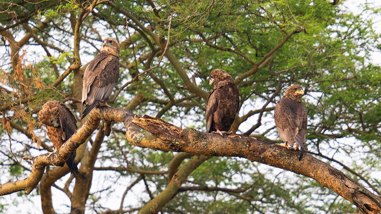 Pollos de águila volatinera
