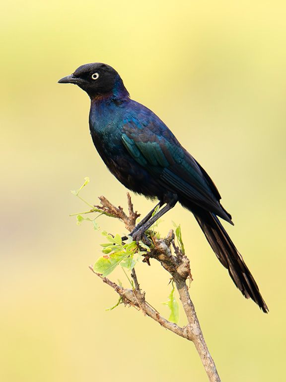 Estornino de Ruppell