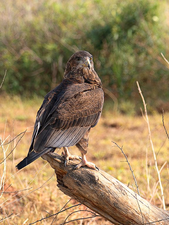 Pollo de águila volatinera