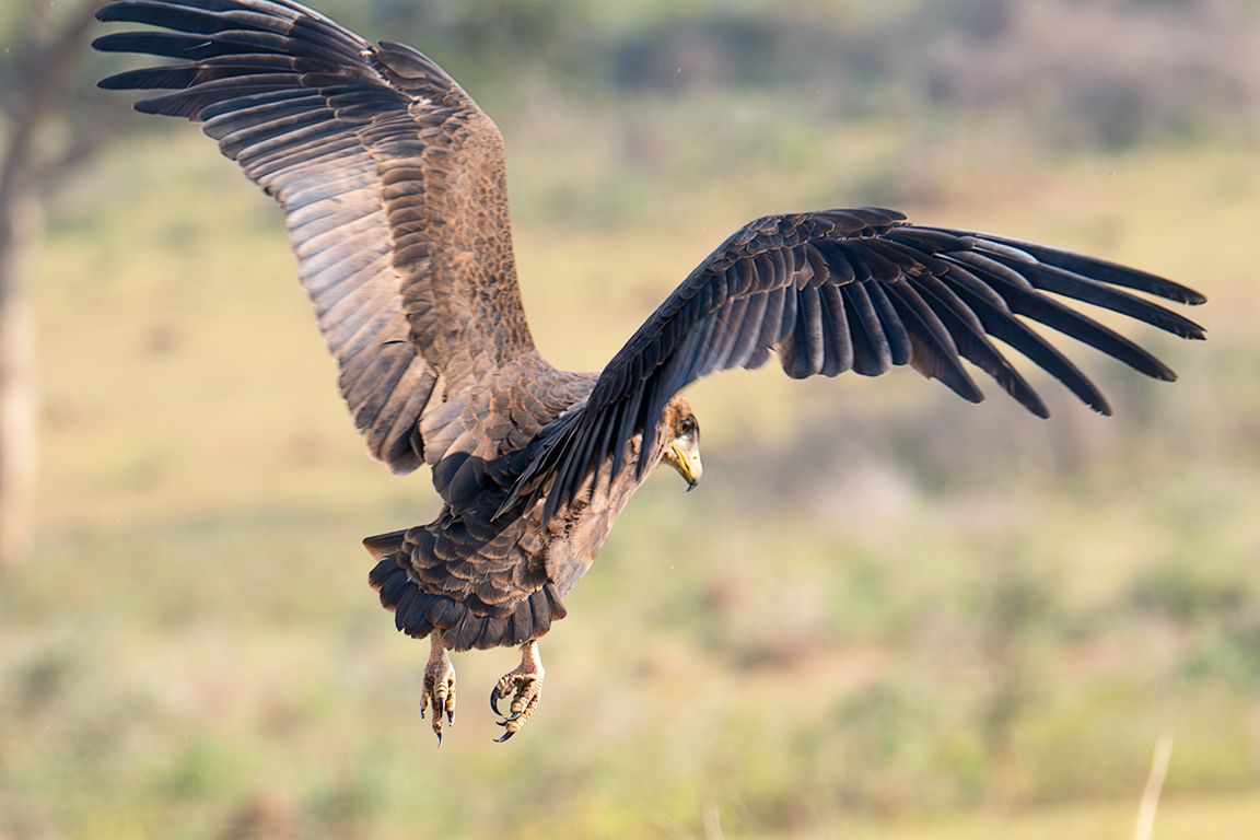 Pollo de águila volatinera