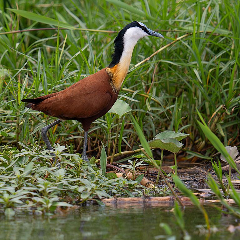 Jacana africana