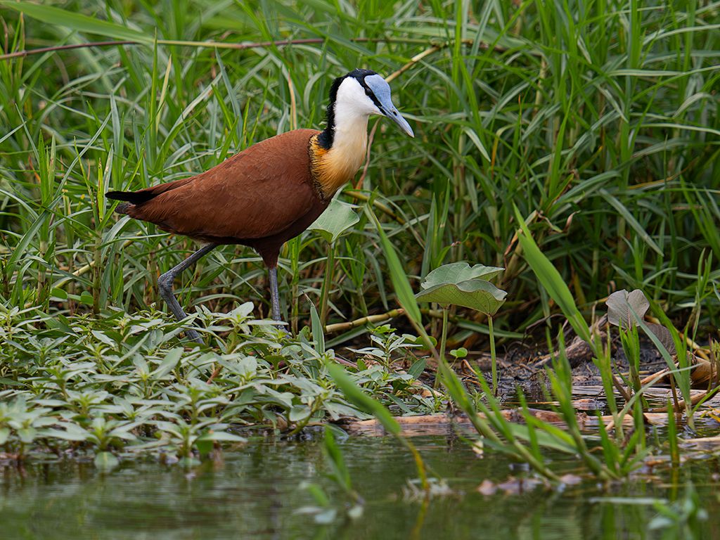 Jacana africana