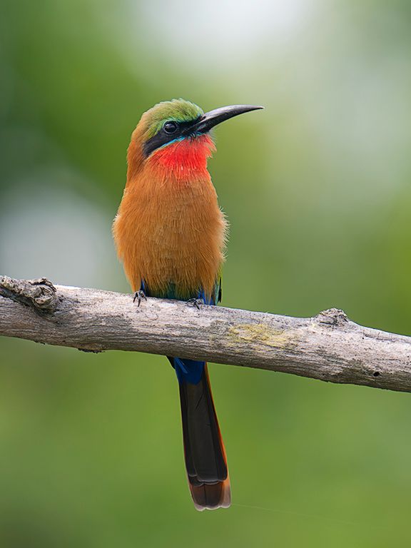 abejaruco de garganta roja