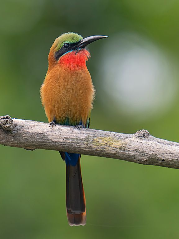 abejaruco de garganta roja