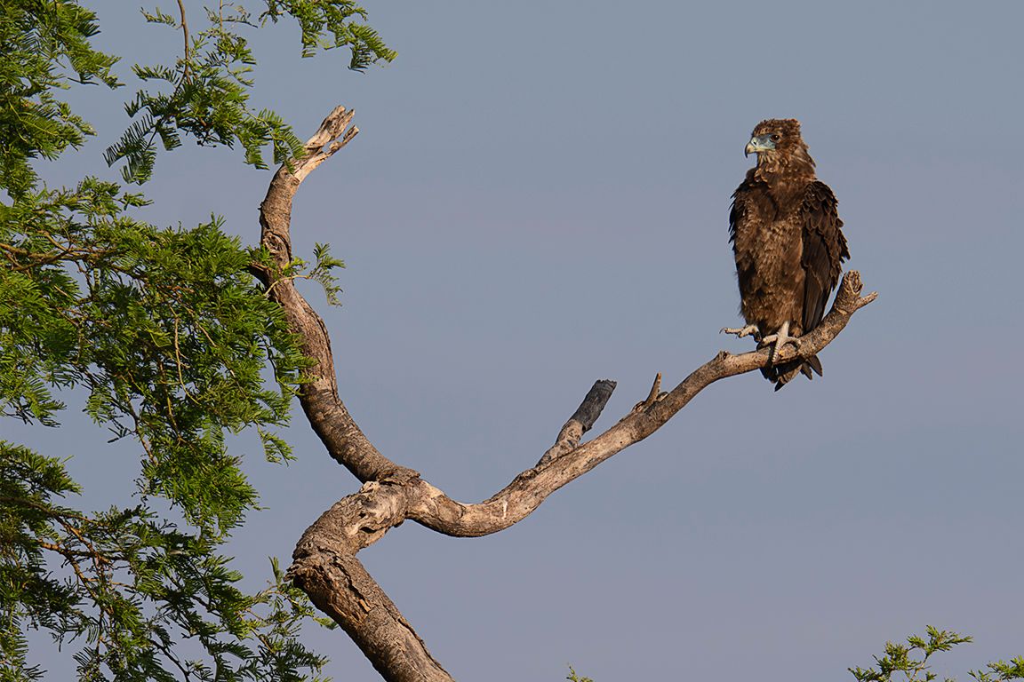Pollo de águila volatinera