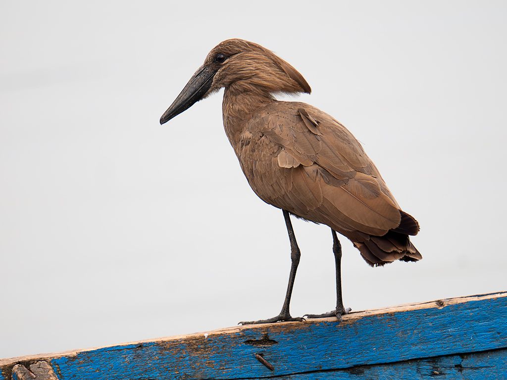 Ave cabeza de martillo