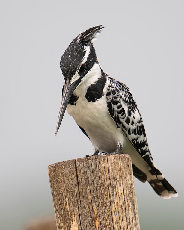 Martín pescador pío